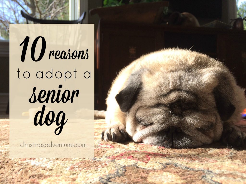 10 reasons to adopt a senior dog