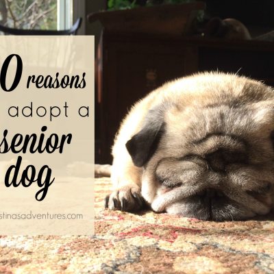 10 reasons to adopt a senior dog