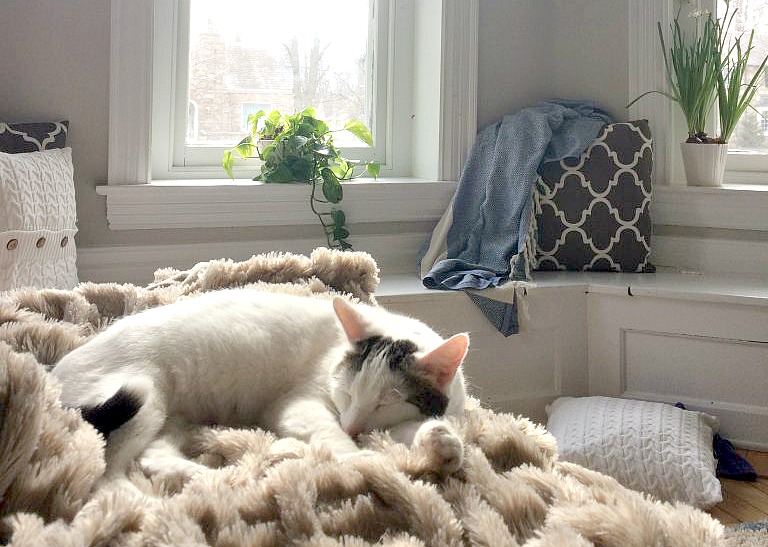 Meet Bailey {what you need to know when you adopt a cat}