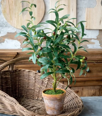potted faux olive plant